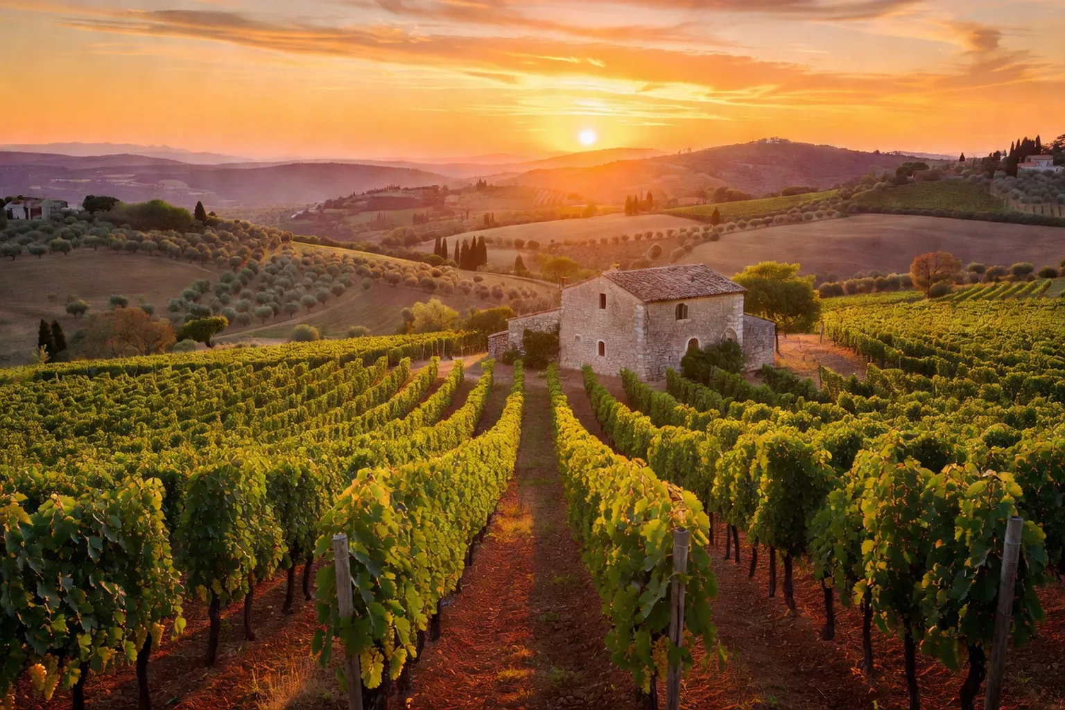 Rangées de vignes en Istrie croate avec vue sur la campagne au coucher du soleil
